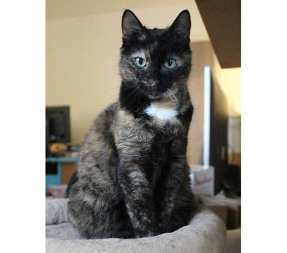 Vente animaux Nantes Nantes - Photos Vivastreet HEAVEN, magnifique chatte écaille de tortue à adopter