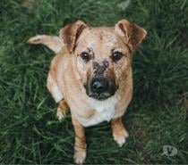 AKUMA 3 ans à adopter