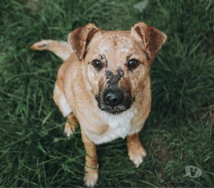 Adoption animaux Beaumont le Roger Eure - Photos Vivastreet AKUMA 3 ans à adopter
