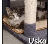 USKA, minette joueuse et gourmande