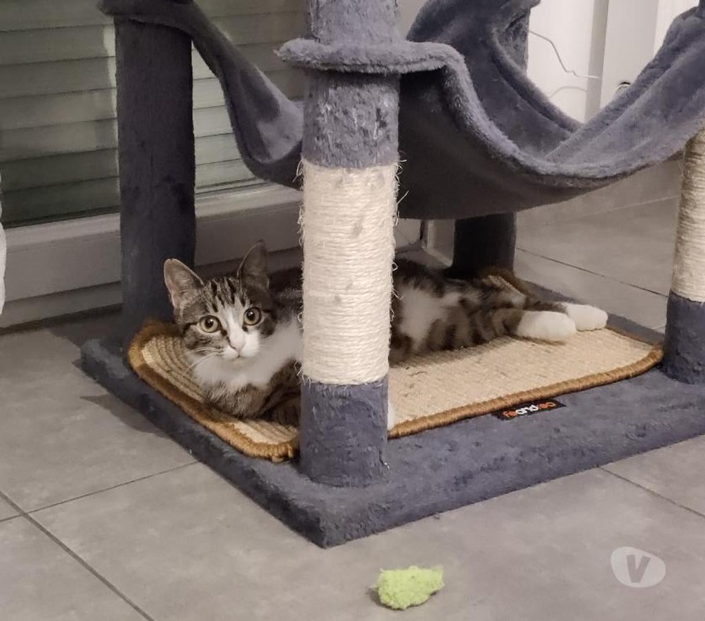 Don animaux Rhône Lyon - Photos Vivastreet USKA, minette joueuse et gourmande