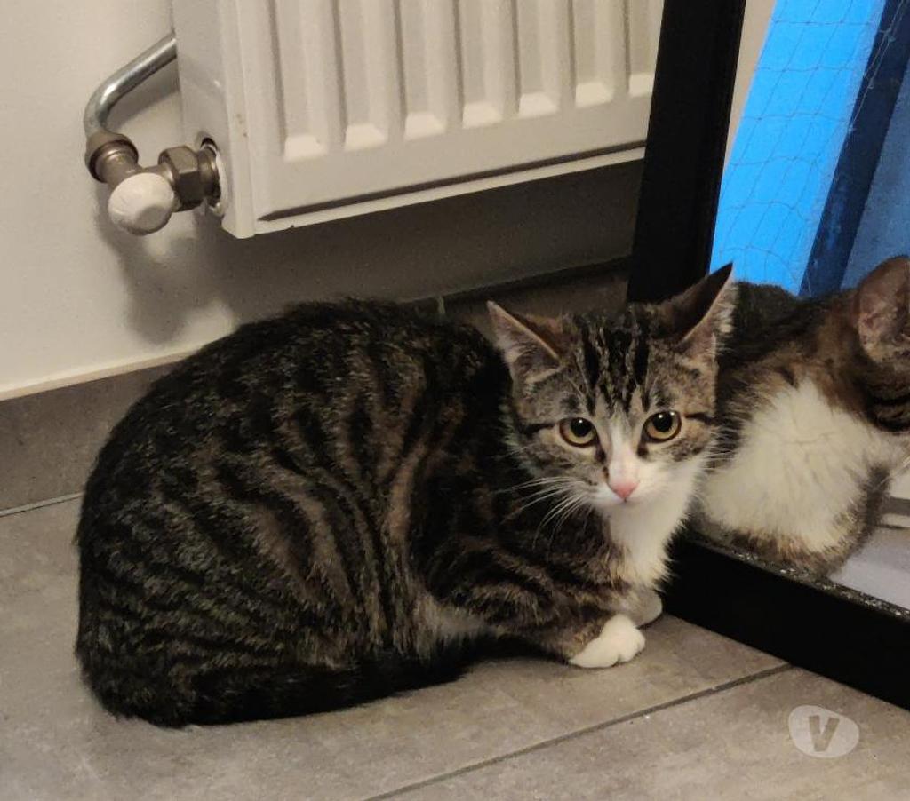 Don animaux Rhône Lyon - Photos Vivastreet USKA, minette joueuse et gourmande