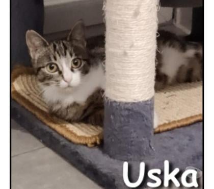 Adoption animaux Lyon Lyon - Photos Vivastreet USKA, minette joueuse et gourmande