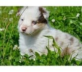 Chiots Border Collie
