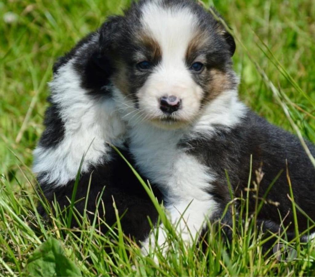 Vente Nord Lille - Photos Vivastreet Chiots Border Collie