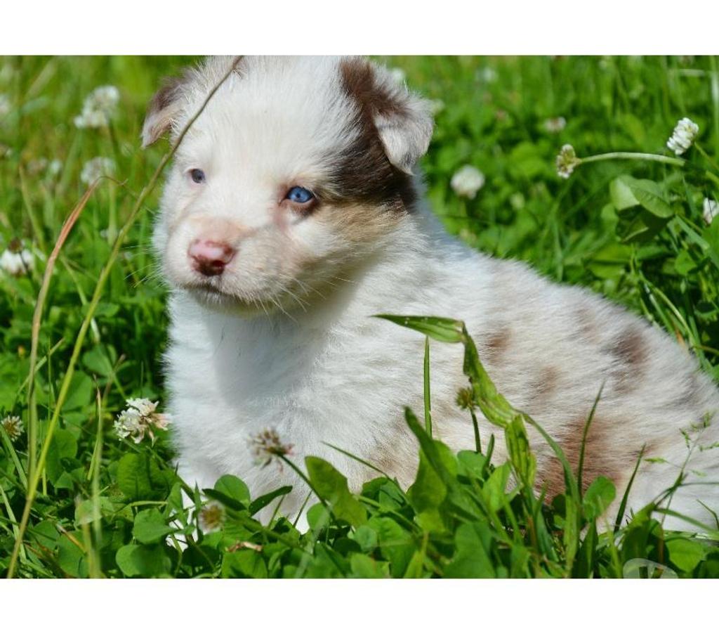 Vente Nord Lille - Photos Vivastreet Chiots Border Collie