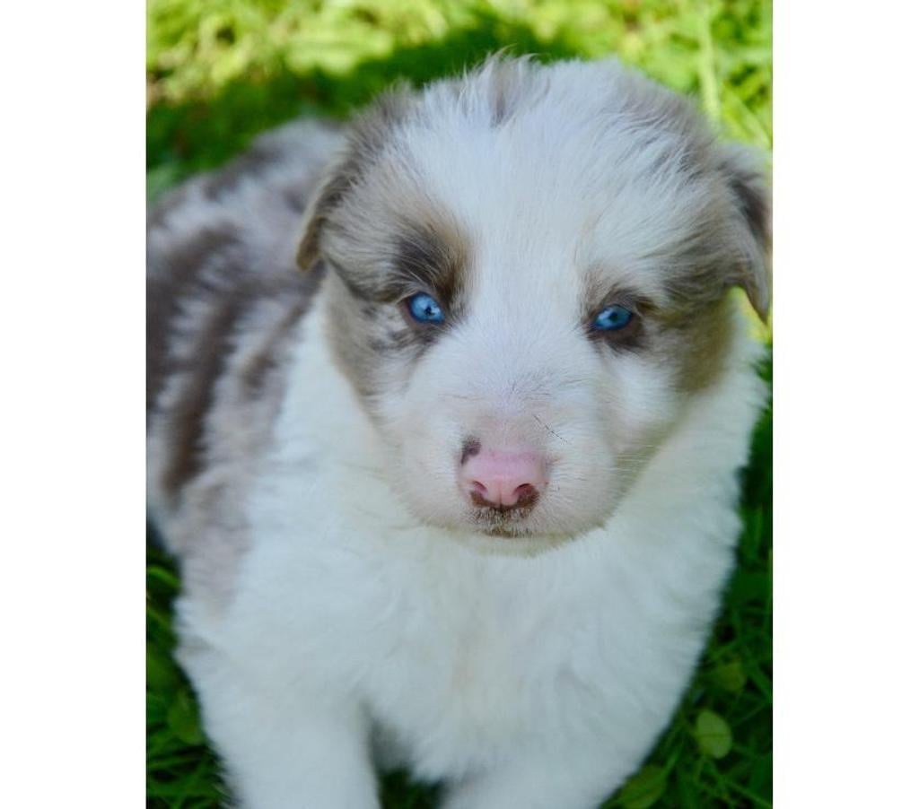 Vente Nord Lille - Photos Vivastreet Chiots Border Collie