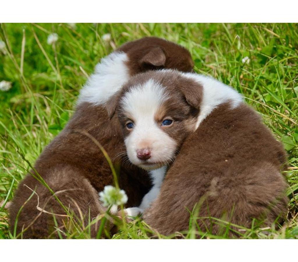 Vente Nord Lille - Photos Vivastreet Chiots Border Collie