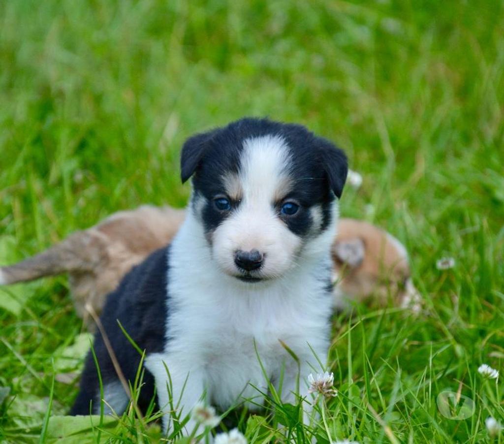 Vente Nord Lille - Photos Vivastreet Chiots Border Collie