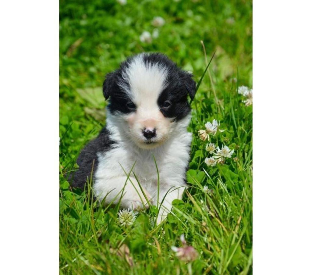 Vente Nord Lille - Photos Vivastreet Chiots Border Collie