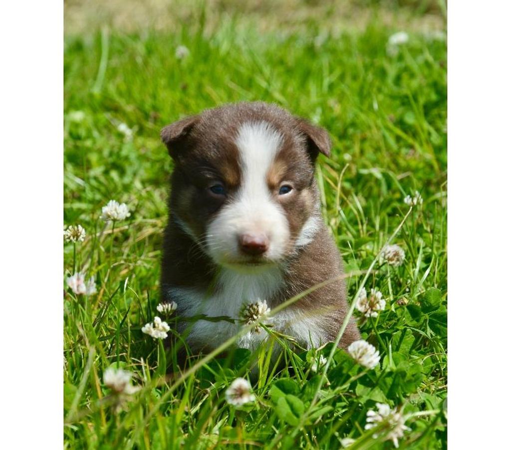 Vente Nord Lille - Photos Vivastreet Chiots Border Collie