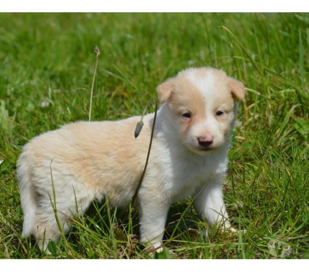 Vente Nord Lille - Photos Vivastreet Chiots Border Collie