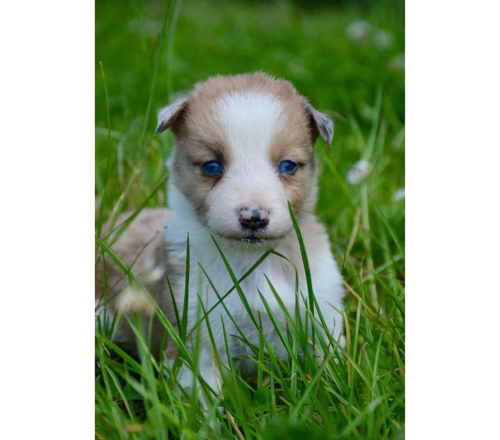 Vente Nord Lille - Photos Vivastreet Chiots Border Collie