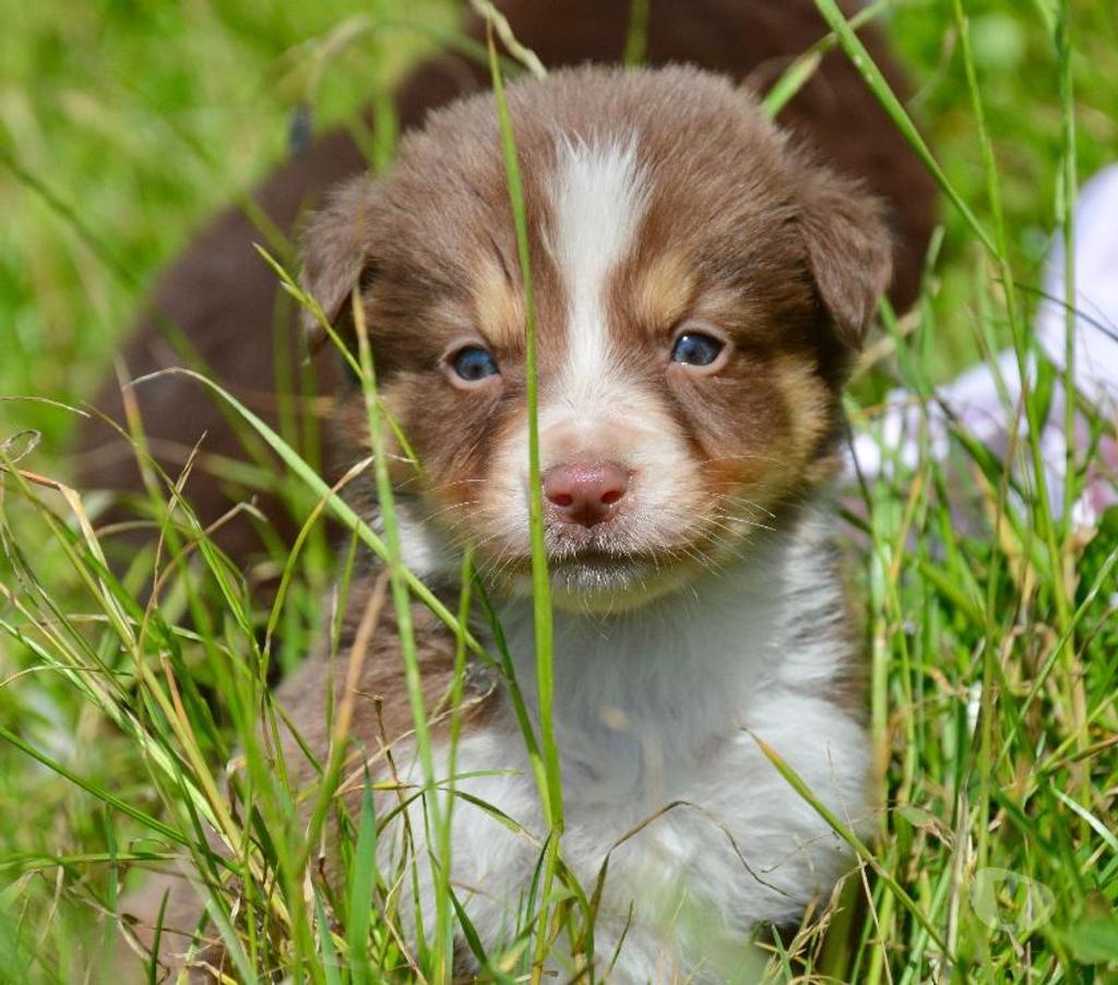 Vente Nord Lille - Photos Vivastreet Chiots Border Collie