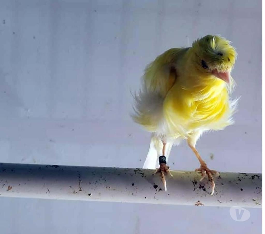 Vente Morbihan Peillac - 56220 - Photos Vivastreet TIUKI, adorable Canari frisé à adopter