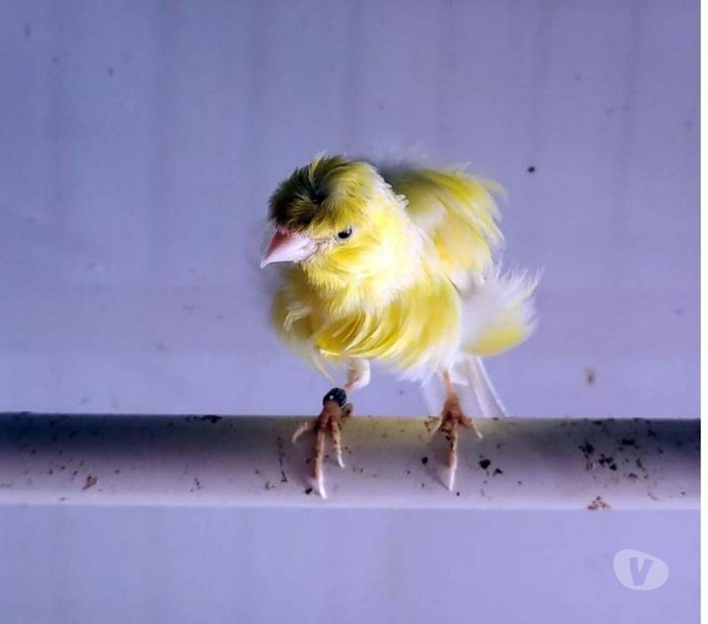 Vente Morbihan Peillac - 56220 - Photos Vivastreet TIUKI, adorable Canari frisé à adopter