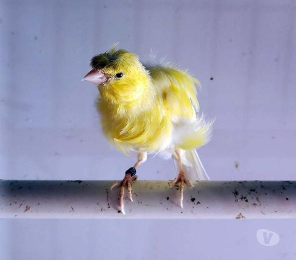 Vente Morbihan Peillac - 56220 - Photos Vivastreet TIUKI, adorable Canari frisé à adopter