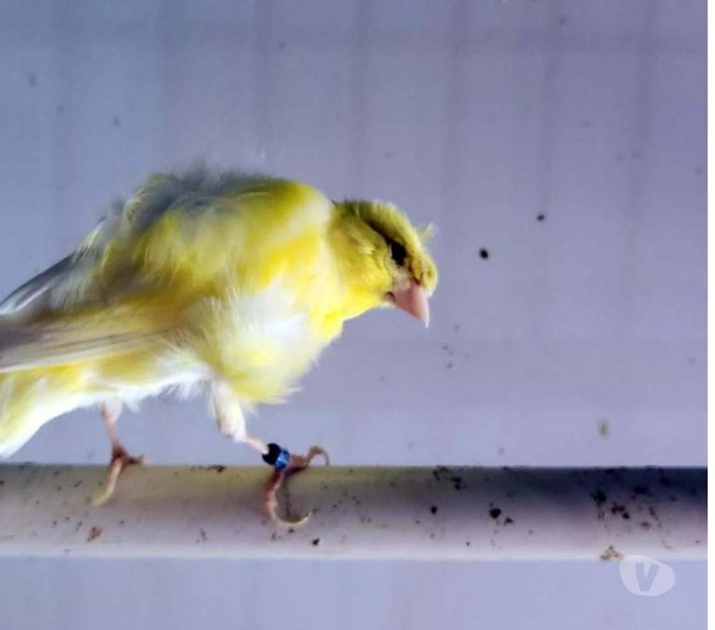 Vente Morbihan Peillac - 56220 - Photos Vivastreet TIUKI, adorable Canari frisé à adopter