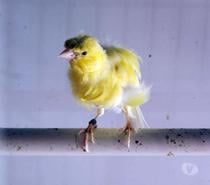 TIUKI, adorable Canari frisé à adopter