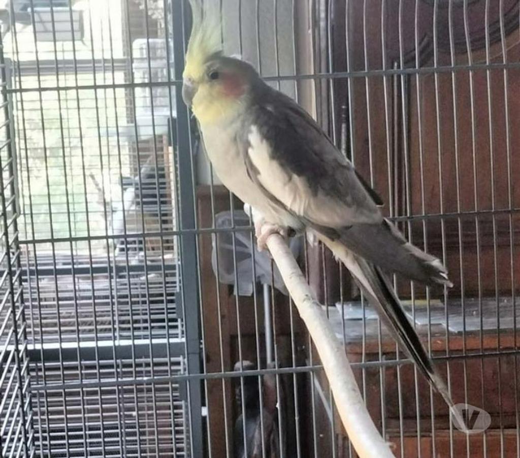 Vente Allier Isle et Bardais - 03360 - Photos Vivastreet FLY, magnifique Perruche Calopsitte à adopter