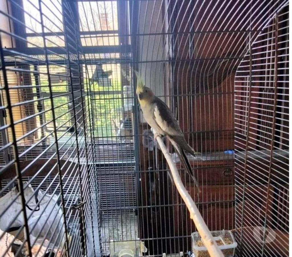 Vente Allier Isle et Bardais - 03360 - Photos Vivastreet FLY, magnifique Perruche Calopsitte à adopter