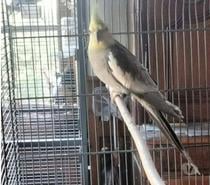 FLY, magnifique Perruche Calopsitte à adopter