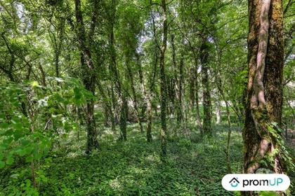 Vente Terrain Vars Charente - Photos Vivastreet (V6759) Terrain de 8860 m2 à VARS