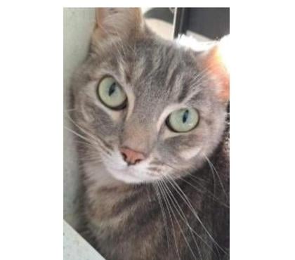 Don animaux St Paul Trois Chateaux Drôme - Photos Vivastreet FELINE à l'adoption née en 2021