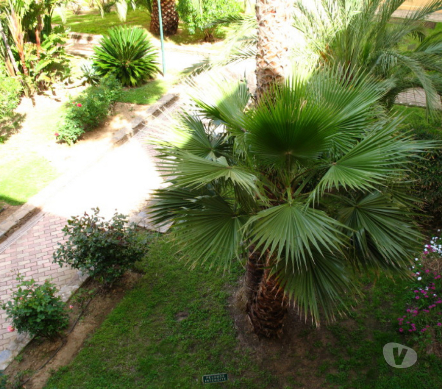 location saisonniere Var Le Lavandou - 83980 - Photos Vivastreet T2 climatisé,50m²,3*,plage à 100m,parking,piscine,tennis