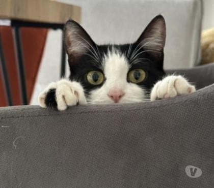 Don animaux Bourg les Valence Drôme - Photos Vivastreet NANOU à l'adoption minette née en 2021