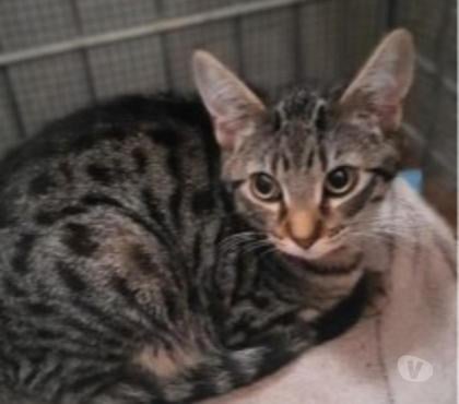 Don animaux Remuzat Drôme - Photos Vivastreet ALTOS à l'adoption né en mars 2024