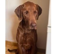 PATCH croisée braque allemand né en 2019