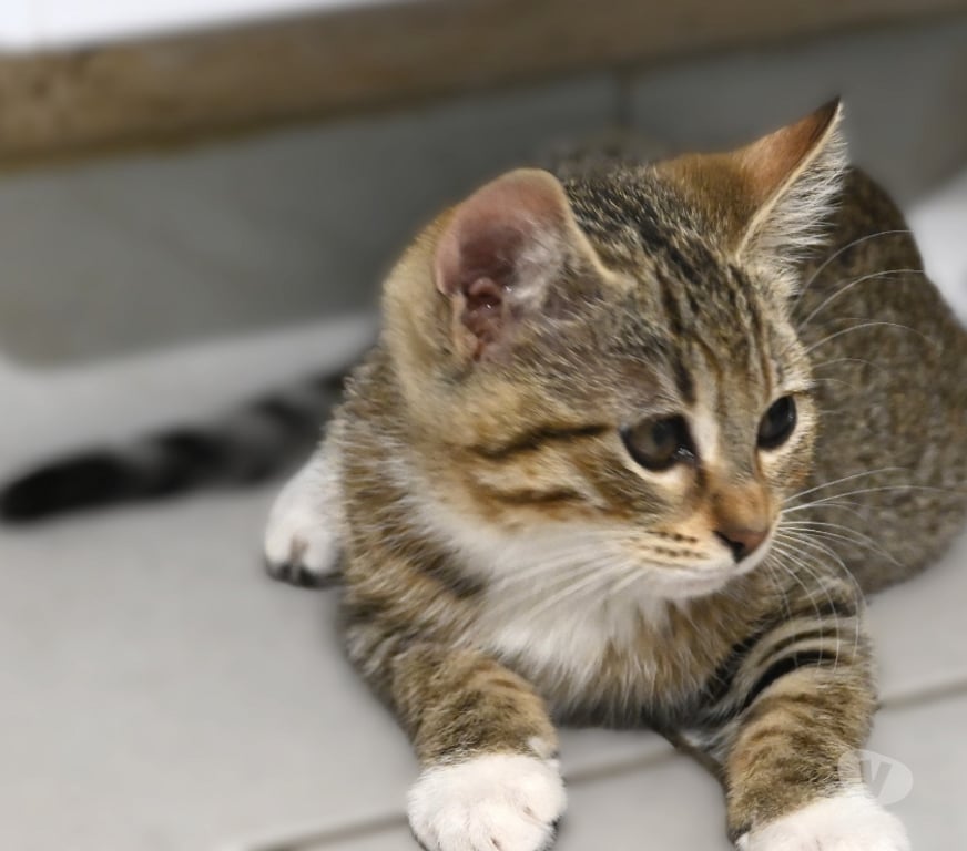 Don animaux Val-d'Oise Eaubonne - 95600 - Photos Vivastreet Gaia Genre siamoise yeux bleus et ses bb le 23 07 2025