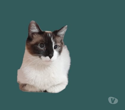 Adoption animaux Eaubonne Val-d'Oise - Photos Vivastreet Gaia Genre siamoise yeux bleus et ses bb le 23 07 2025