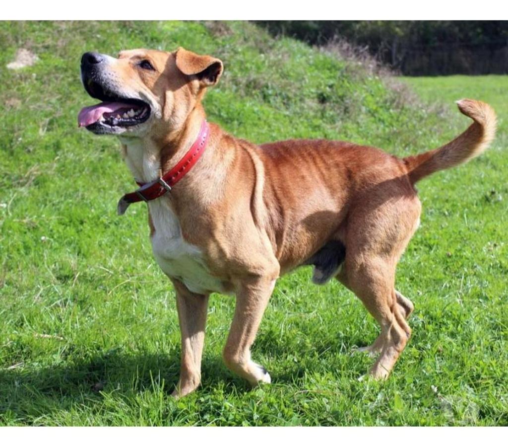 Vente Cher Vernais - 18210 - Photos Vivastreet TAI, adorable croisé Golden Retriever à adopter