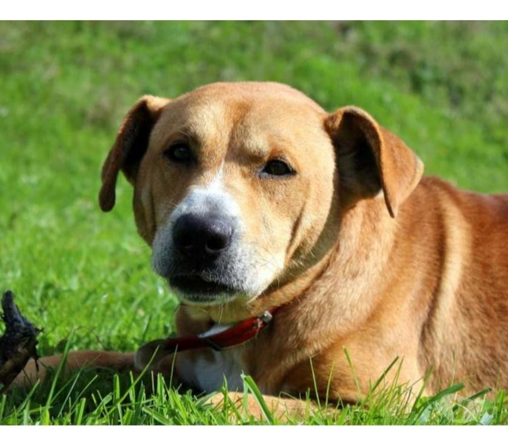 Vente Cher Vernais - 18210 - Photos Vivastreet TAI, adorable croisé Golden Retriever à adopter