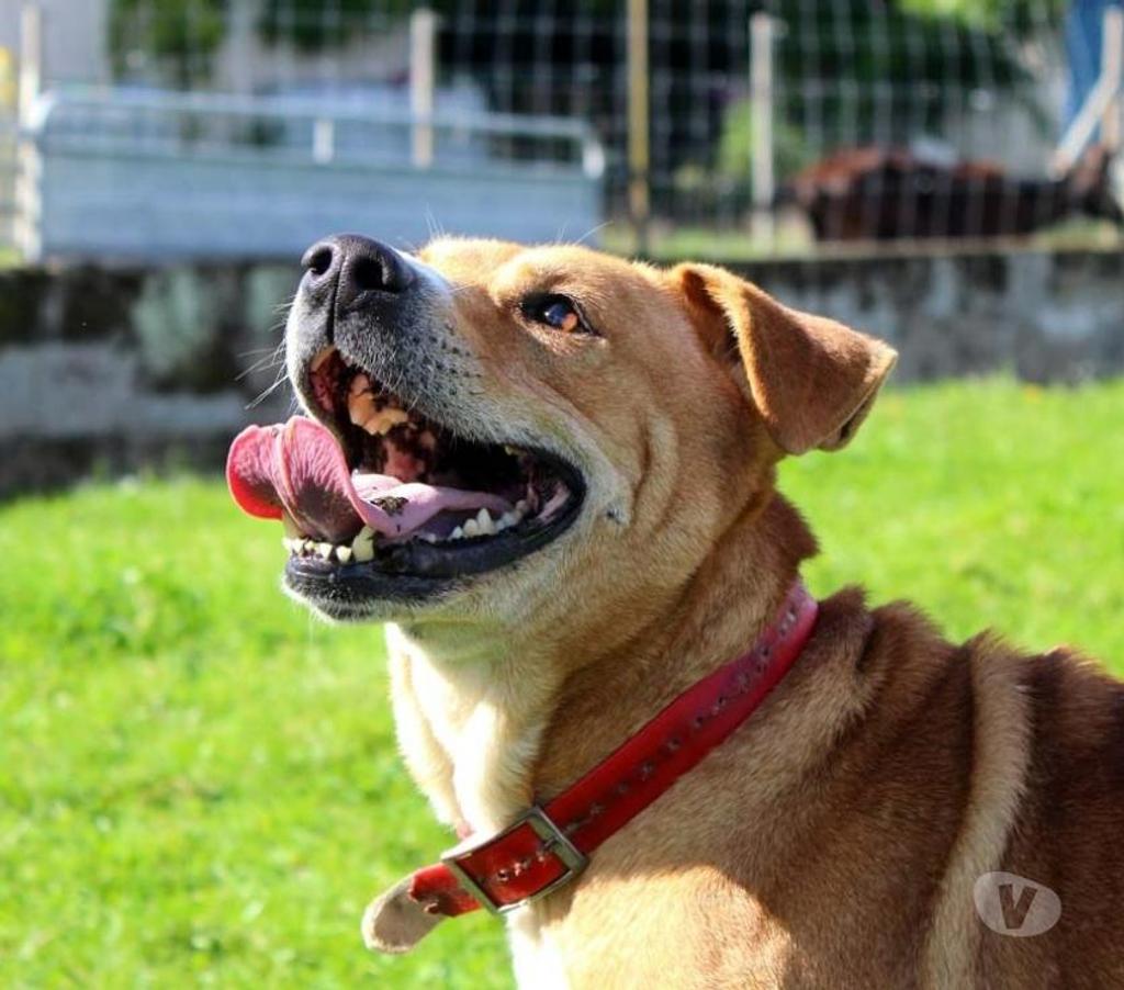 Vente Cher Vernais - 18210 - Photos Vivastreet TAI, adorable croisé Golden Retriever à adopter