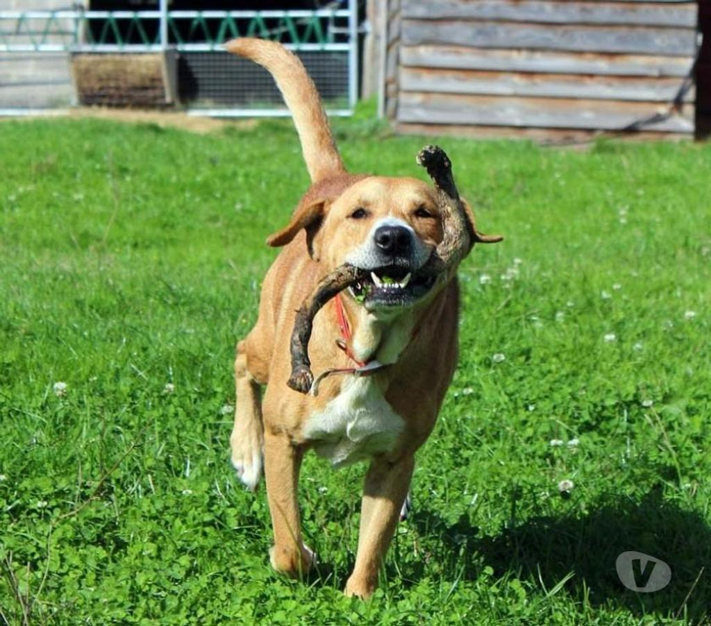 Vente Cher Vernais - 18210 - Photos Vivastreet TAI, adorable croisé Golden Retriever à adopter