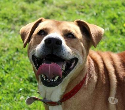 Vente animaux Vernais Cher - Photos Vivastreet TAI, adorable croisé Golden Retriever à adopter