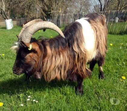 Vente animaux Abbaretz Loire-Atlantique - Photos Vivastreet TEREK, magnifique grand bouc à adopter