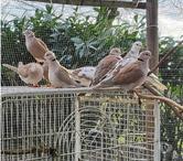TOURTERELLES à adopter via l'association UMA