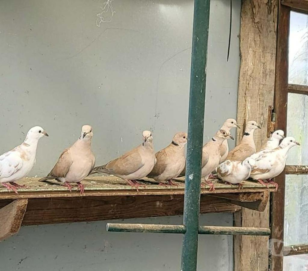 Vente Morbihan Peillac - 56220 - Photos Vivastreet TOURTERELLES à adopter via l'association UMA