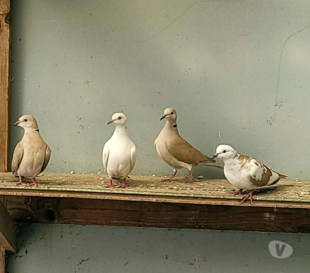 Vente Morbihan Peillac - 56220 - Photos Vivastreet TOURTERELLES à adopter via l'association UMA