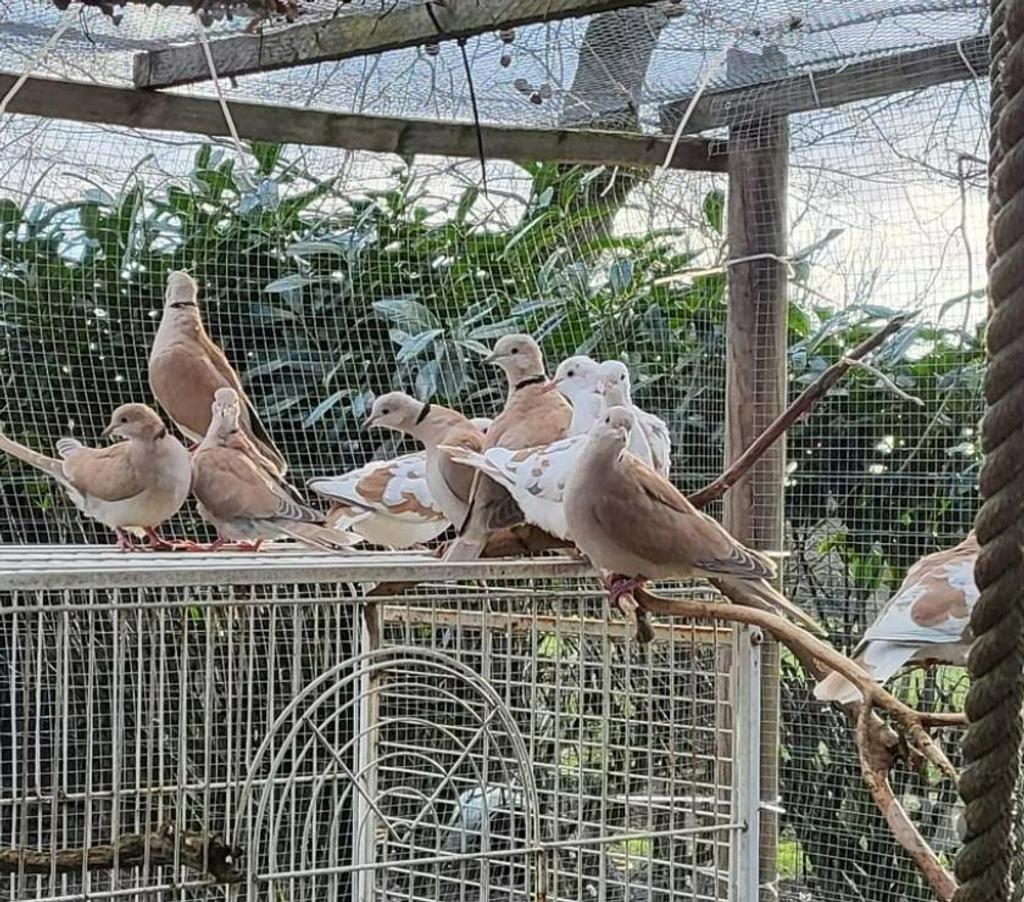 Vente Morbihan Peillac - 56220 - Photos Vivastreet TOURTERELLES à adopter via l'association UMA