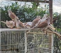 TOURTERELLES à adopter via l'association UMA