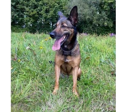 Vente St Pierre Montlimart Maine-et-Loire - Photos Vivastreet LISA, belle Malinoise croisée Border Collie