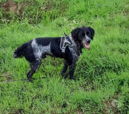 Vente animaux Corsept Loire-Atlantique - Photos Vivastreet CRACH, gentil Epagneul Breton à adopter