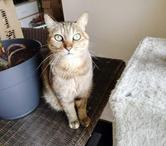 ORIA, magnifique chatte tigrée à adopter