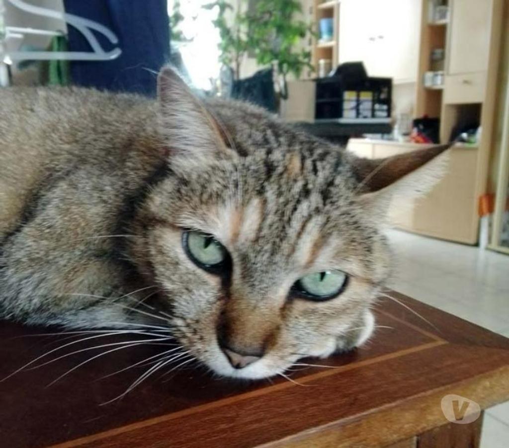 Vente Cher Aubigny sur Nere - 18700 - Photos Vivastreet ORIA, magnifique chatte tigrée à adopter