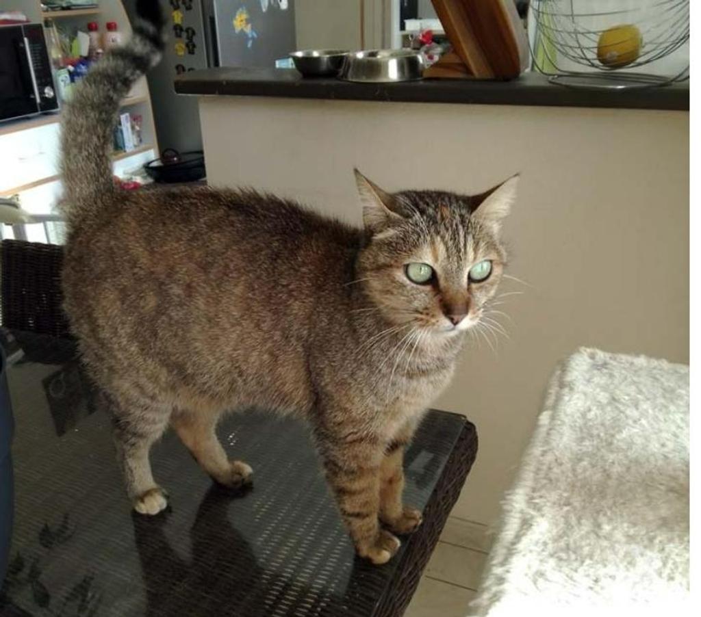 Vente Cher Aubigny sur Nere - 18700 - Photos Vivastreet ORIA, magnifique chatte tigrée à adopter